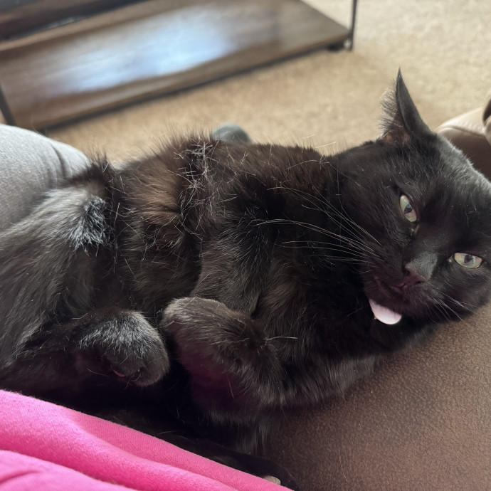 Purrfect Cat Lady Here