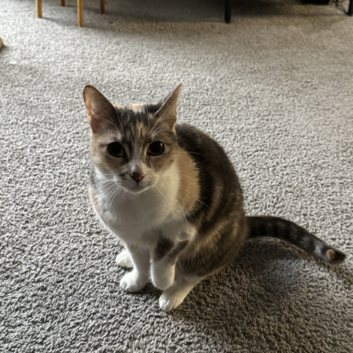 Purrfect Cat Lady Here
