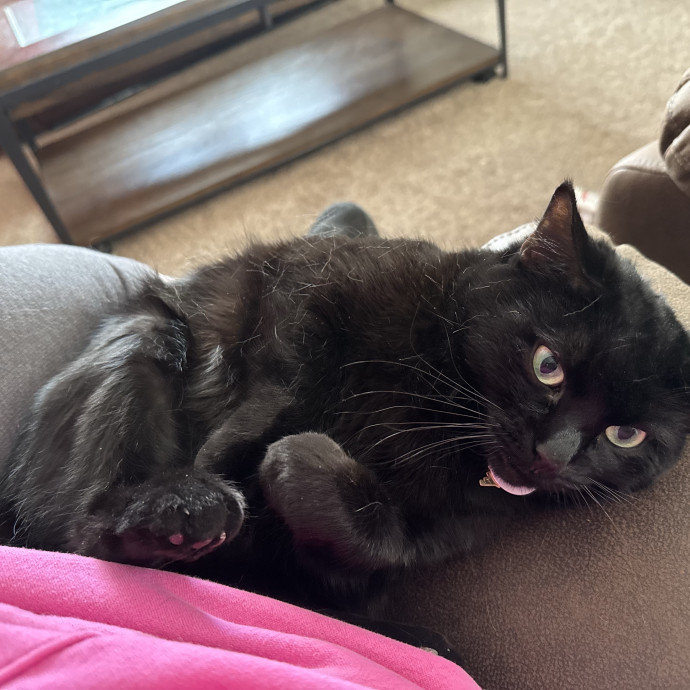 Purrfect Cat Lady Here