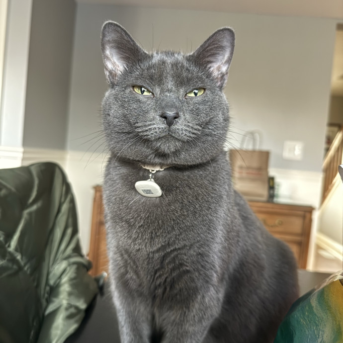 Purrfect Cat Lady Here