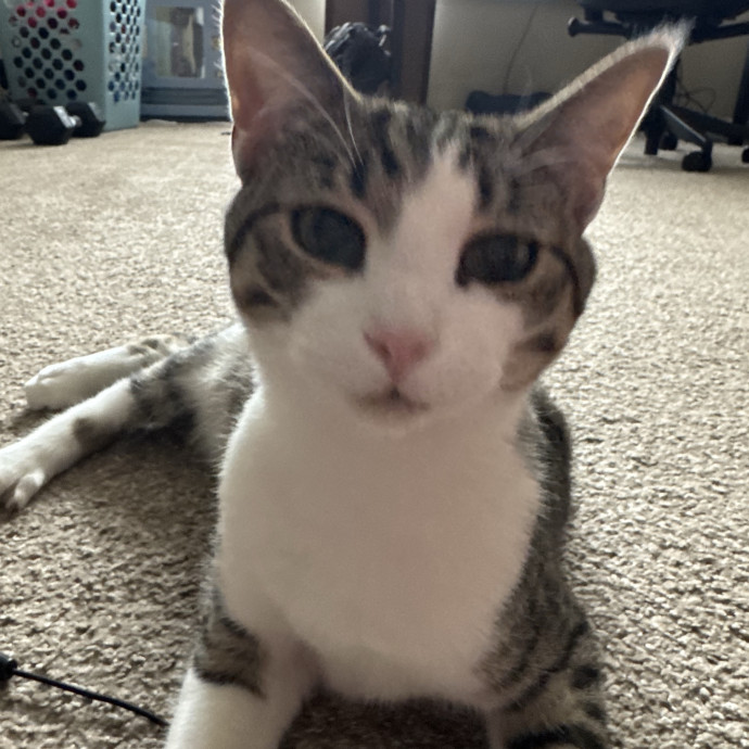Purrfect Cat Lady Here