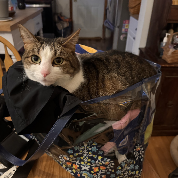 Purrfect Cat Lady Here