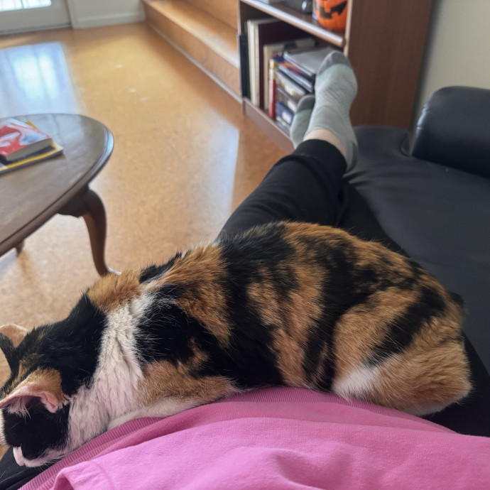 Purrfect Cat Lady Here