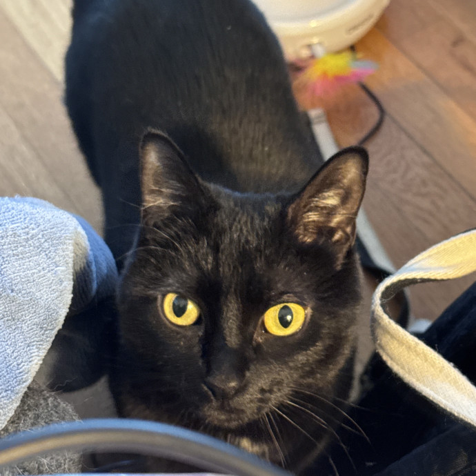Purrfect Cat Lady Here