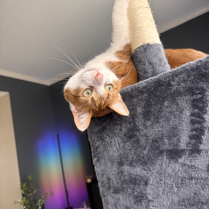 Purrfect Cat Lady Here