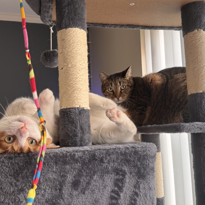 Purrfect Cat Lady Here