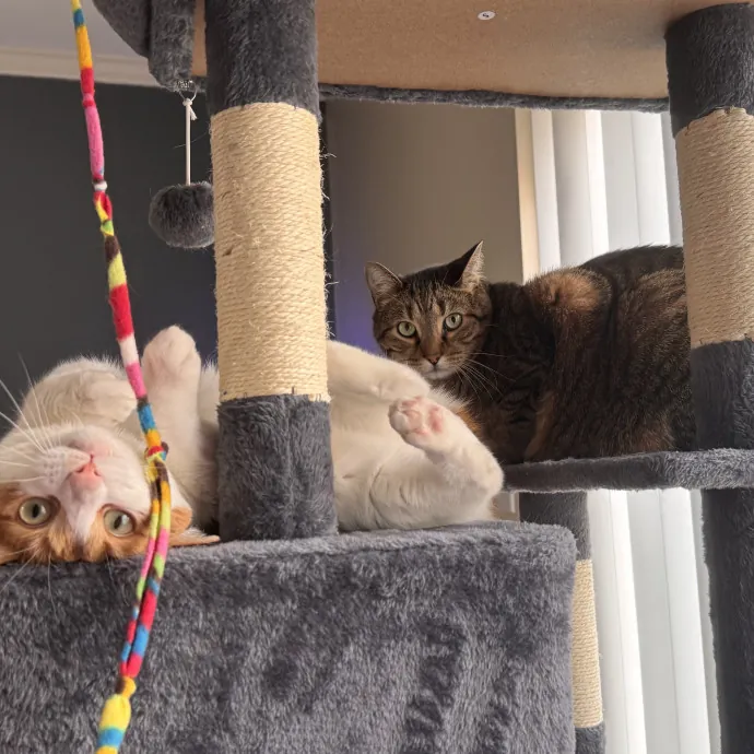 Purrfect Cat Lady Here