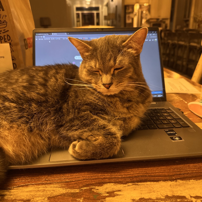 Purrfect Cat Lady Here