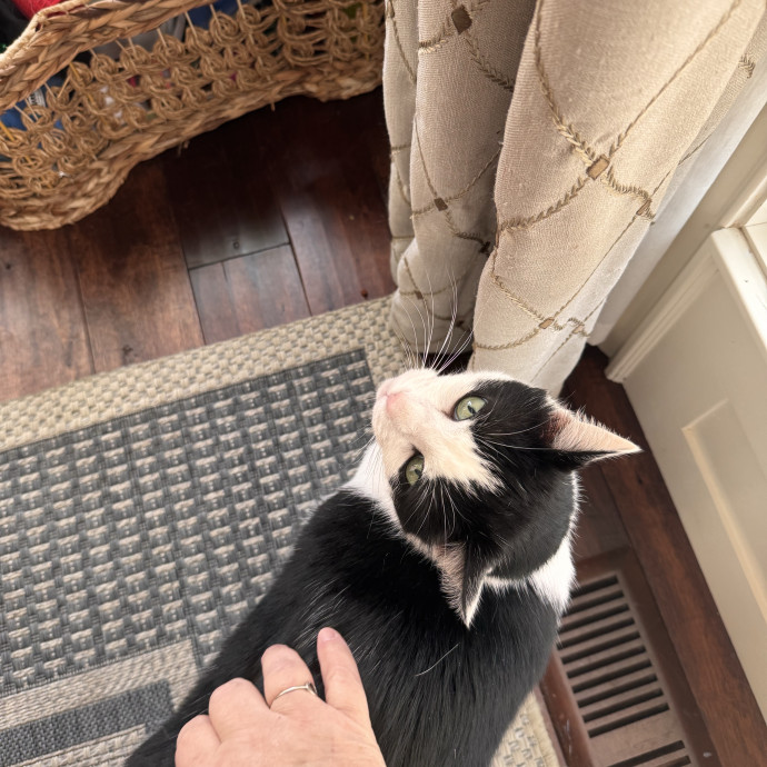Purrfect Cat Lady Here