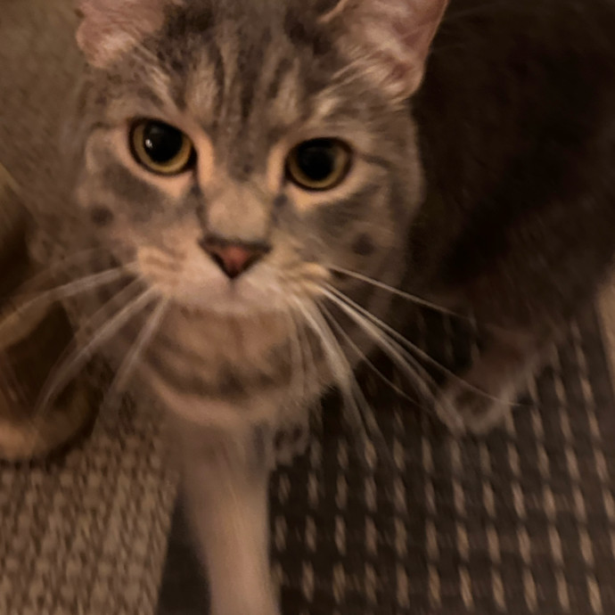 Purrfect Cat Lady Here