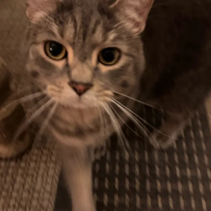 Purrfect Cat Lady Here