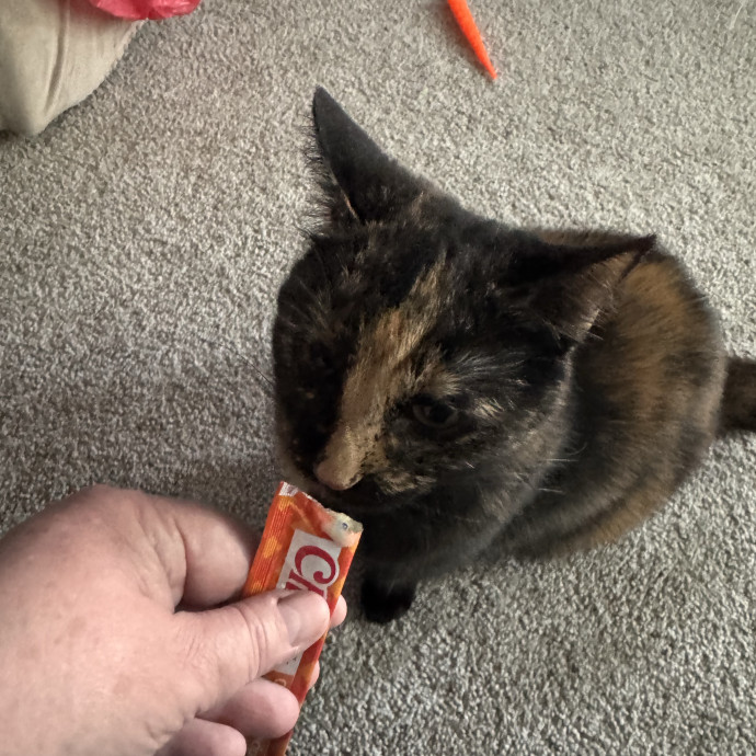 Purrfect Cat Lady Here