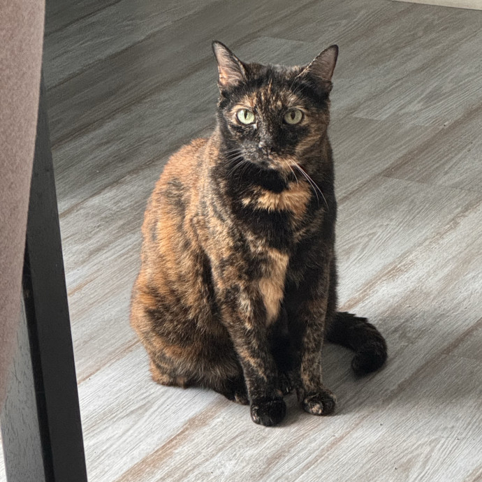 Purrfect Cat Lady Here