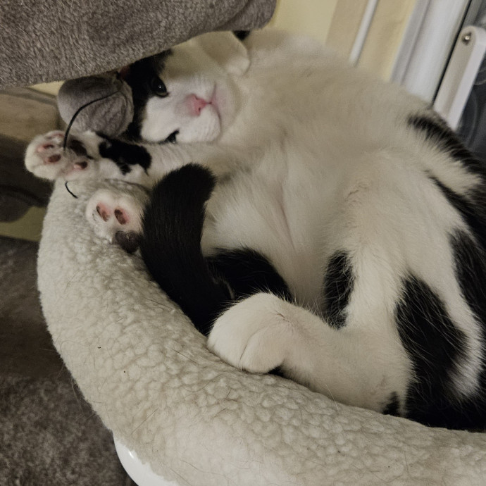 Purrfect Photographer Of Pets
