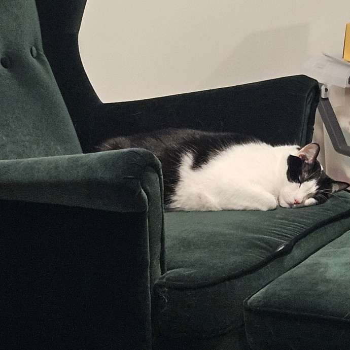 Purrfect Photographer Of Pets