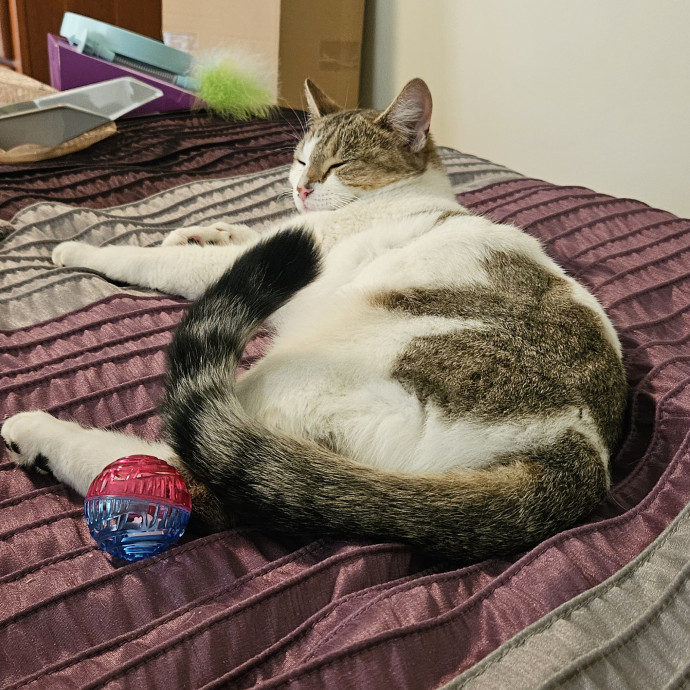 Purrfect Photographer Of Pets
