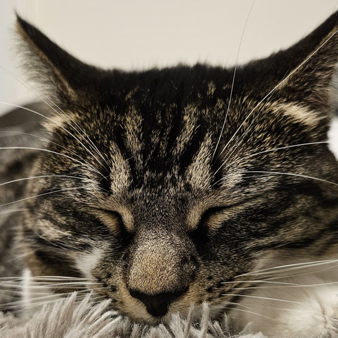 Purrfect Photographer Of Pets