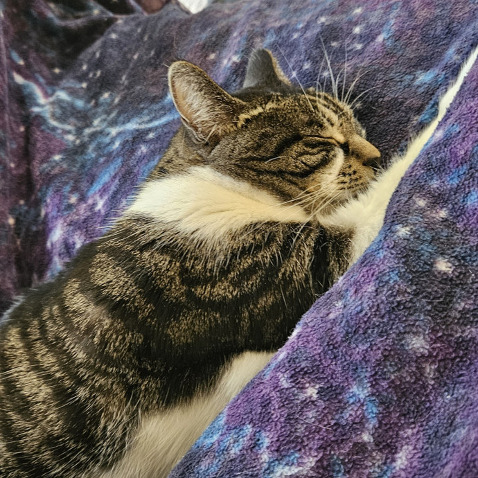 Purrfect Photographer Of Pets photo 3