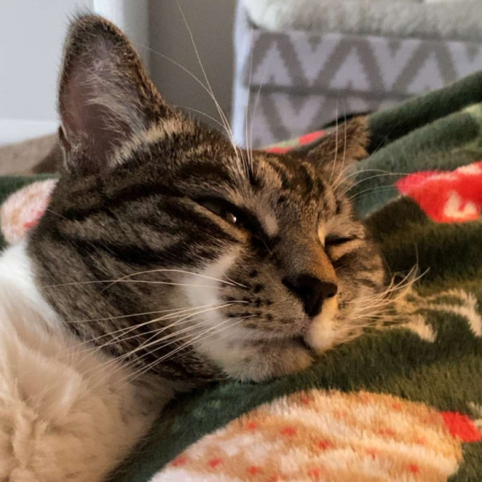 Purrfect Photographer Of Pets photo 2