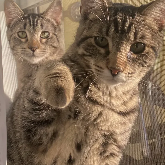 Cat Sitter Approved By My Two Fur Babies