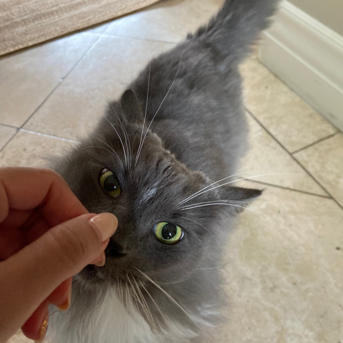 Purrs Play And Gentle Care By Nini