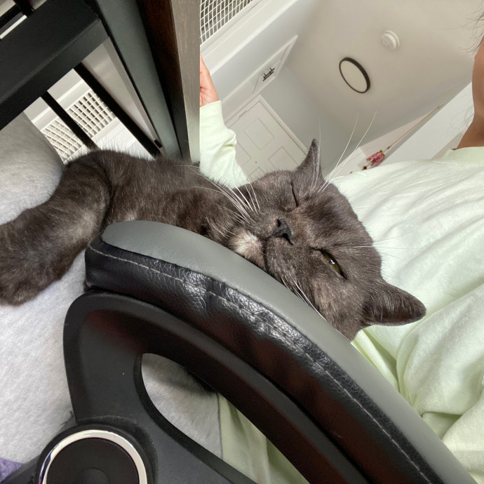 Purrs Play And Gentle Care By Nini