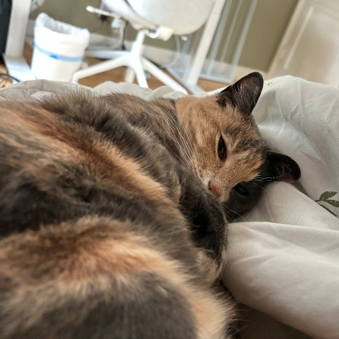 Purrs Play And Gentle Care By Nini