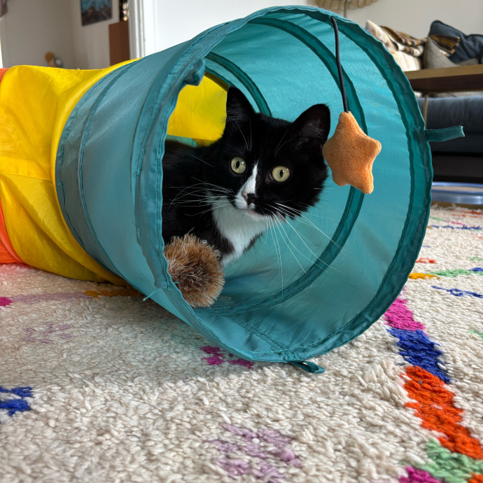 Purrs Play And Gentle Care By Nini