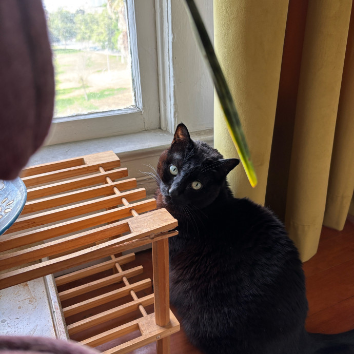 Purrs Play And Gentle Care By Nini