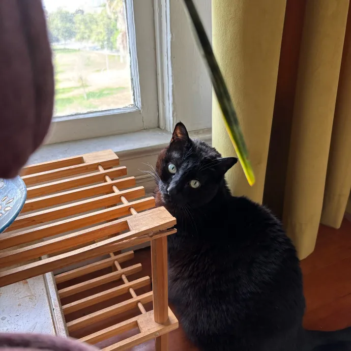 Purrs Play And Gentle Care By Nini