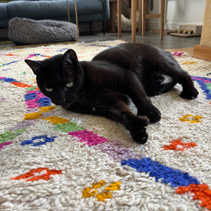 Purrs Play And Gentle Care By Nini