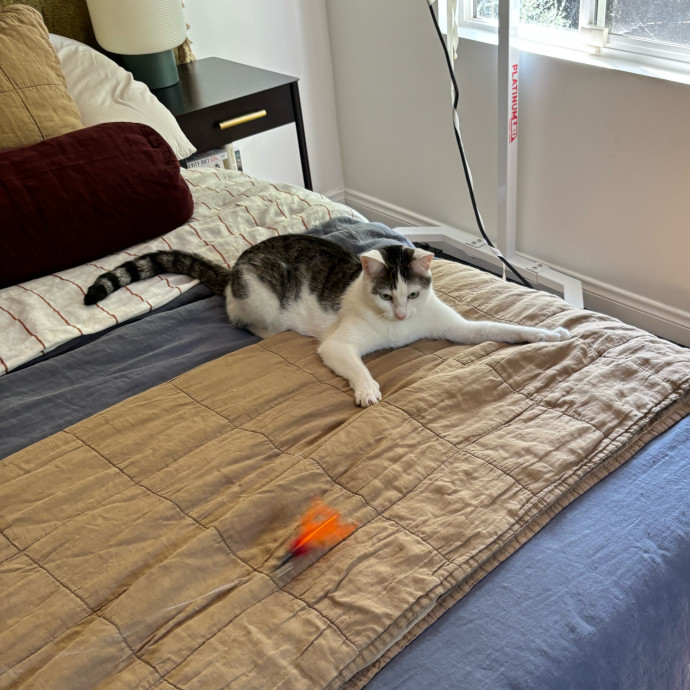 Purrs Play And Gentle Care By Nini