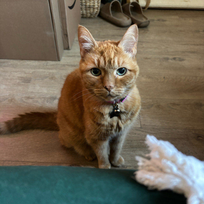 Purrs Play And Gentle Care By Nini