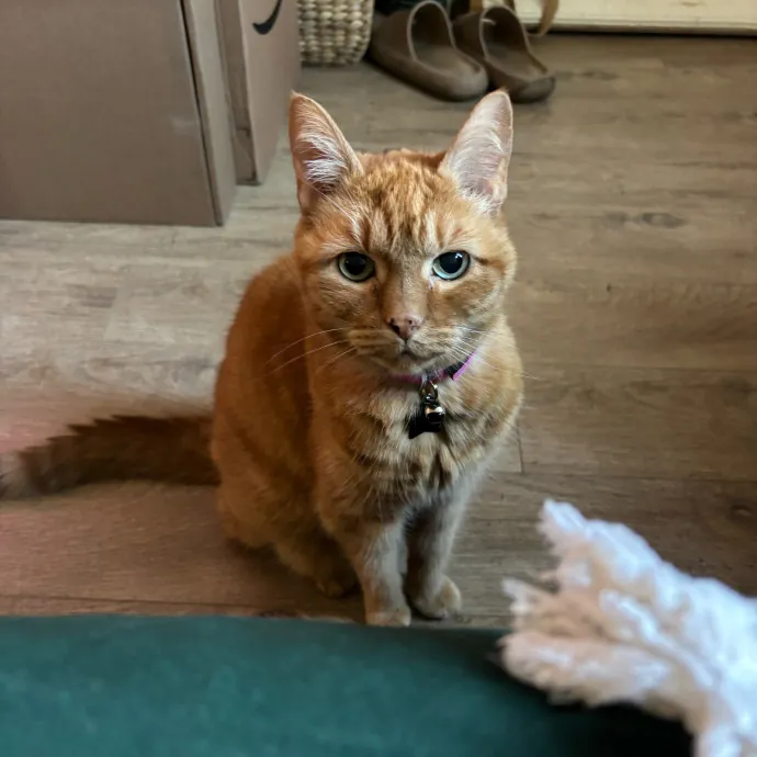 Purrs Play And Gentle Care By Nini