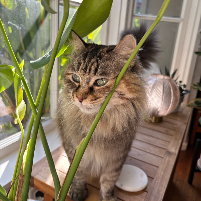 Purrs Play And Gentle Care By Nini