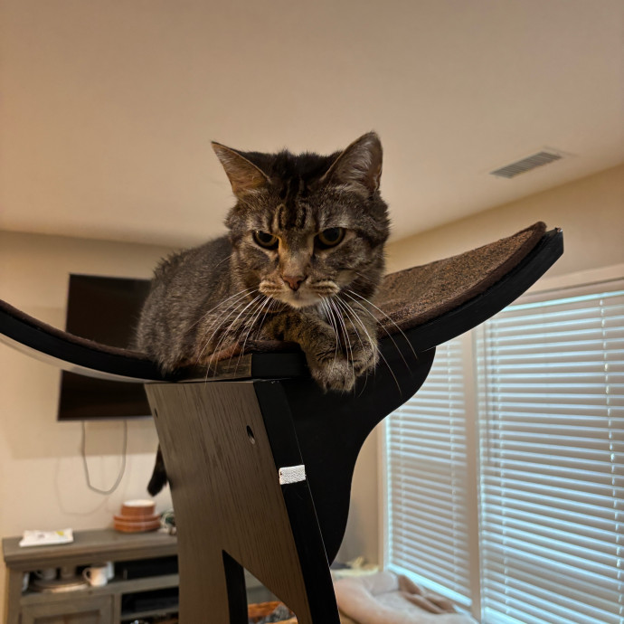 Purrs Play And Gentle Care By Nini