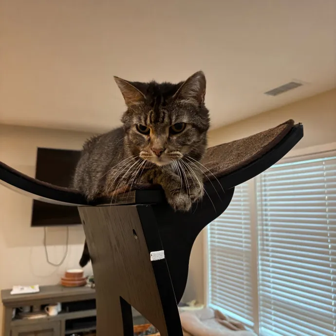 Purrs Play And Gentle Care By Nini