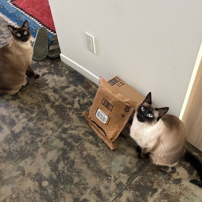 Purrs Play And Gentle Care By Nini