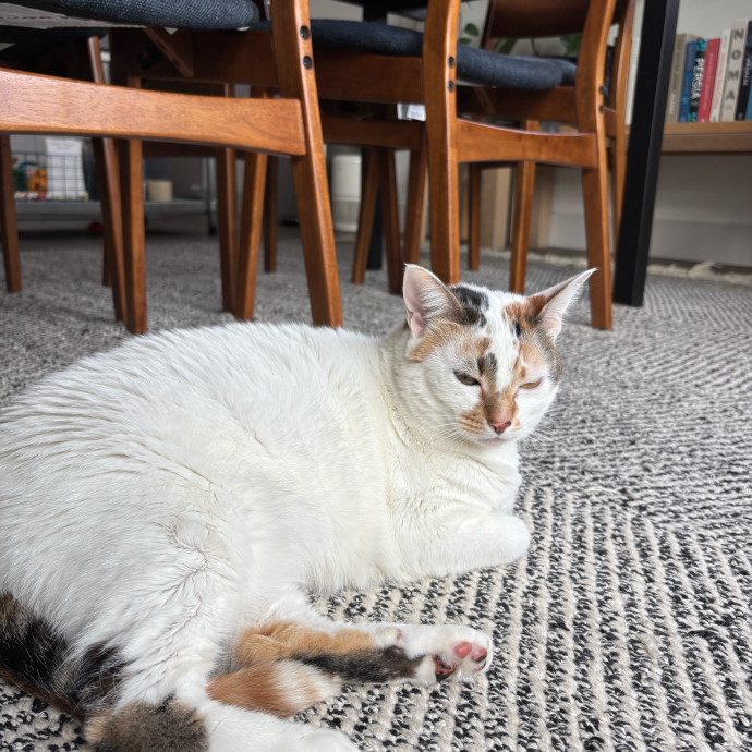 Purrs Play And Gentle Care By Nini photo 3