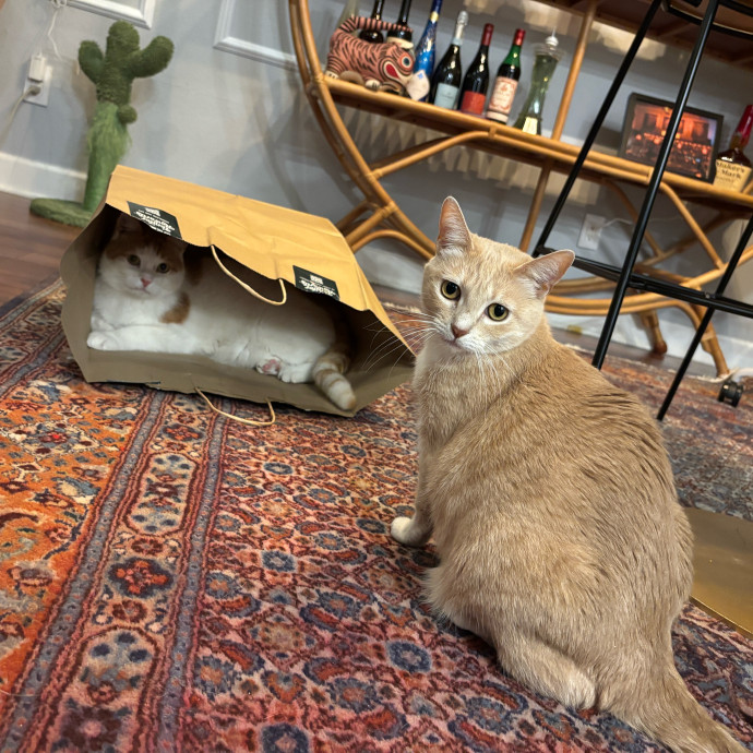 Purrs Play And Gentle Care By Nini photo 2