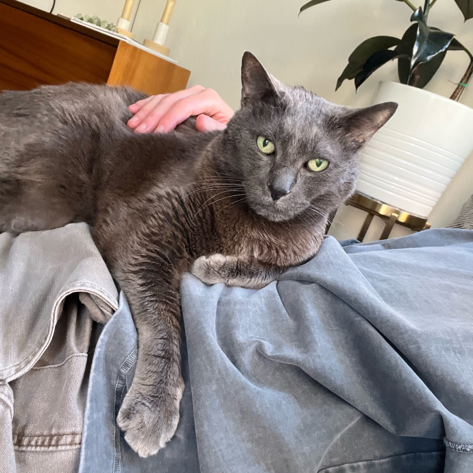Calm Kitty Vibes  Stress Free For You