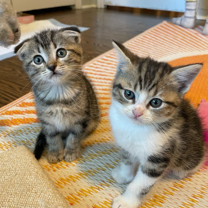 Calm Kitty Vibes  Stress Free For You