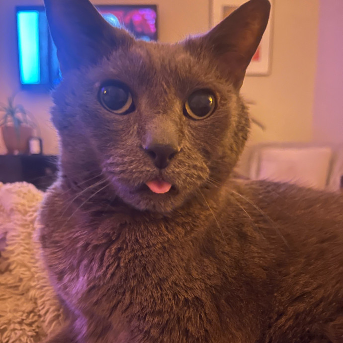 Calm Kitty Vibes  Stress Free For You