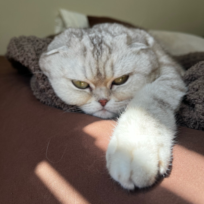 Calm Kitty Vibes  Stress Free For You