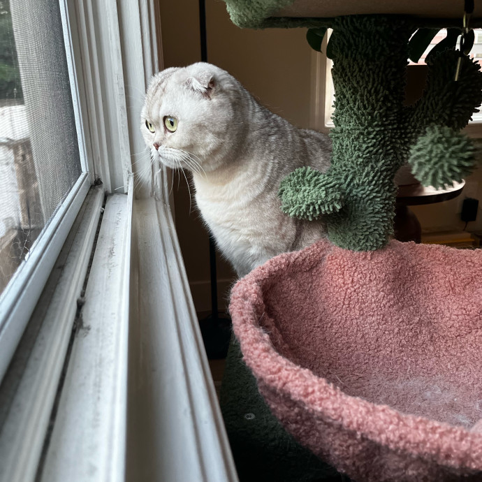 Calm Kitty Vibes  Stress Free For You