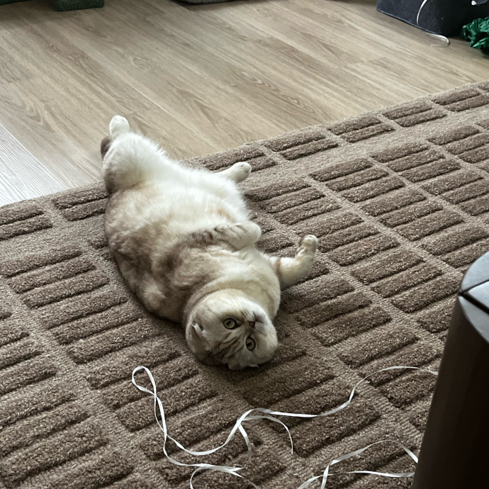 Calm Kitty Vibes  Stress Free For You