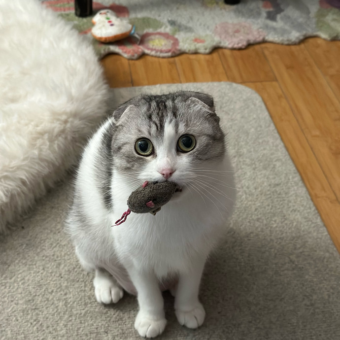 Calm Kitty Vibes  Stress Free For You photo 3