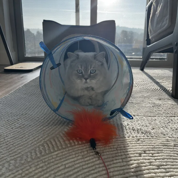 Calm Kitty Vibes  Stress Free For You photo 2