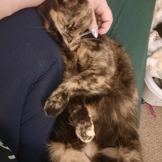 Cat In A Human Body photo 3