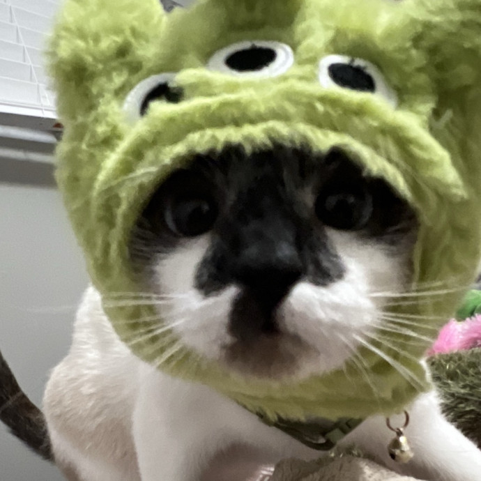 Des's Cat Care
